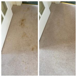 Fecal matter stain domestic carpet cleaning - Karpet Kleen Services